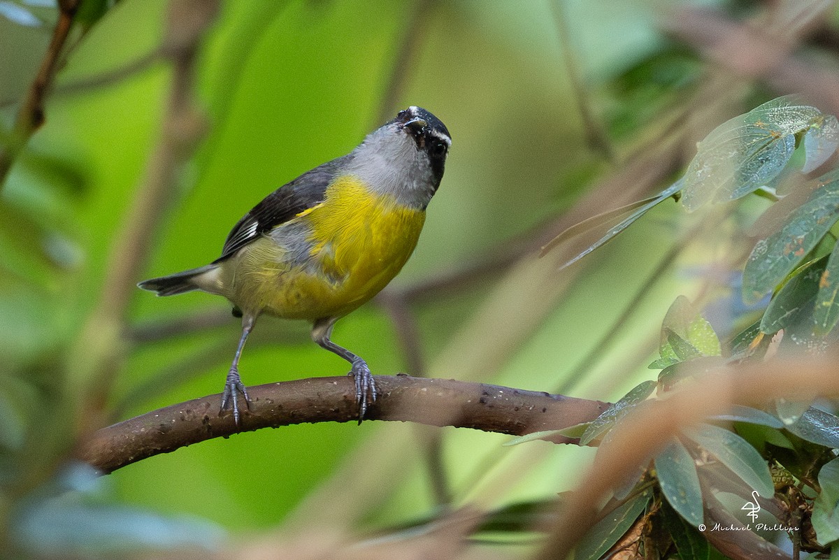 Bananaquit - ML646428662