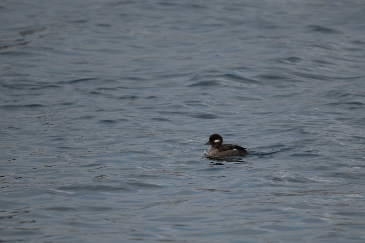 Bufflehead - ML646428663