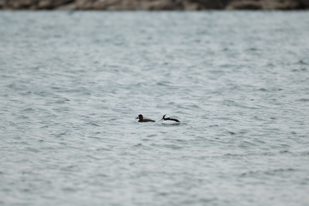 Bufflehead - ML646428664