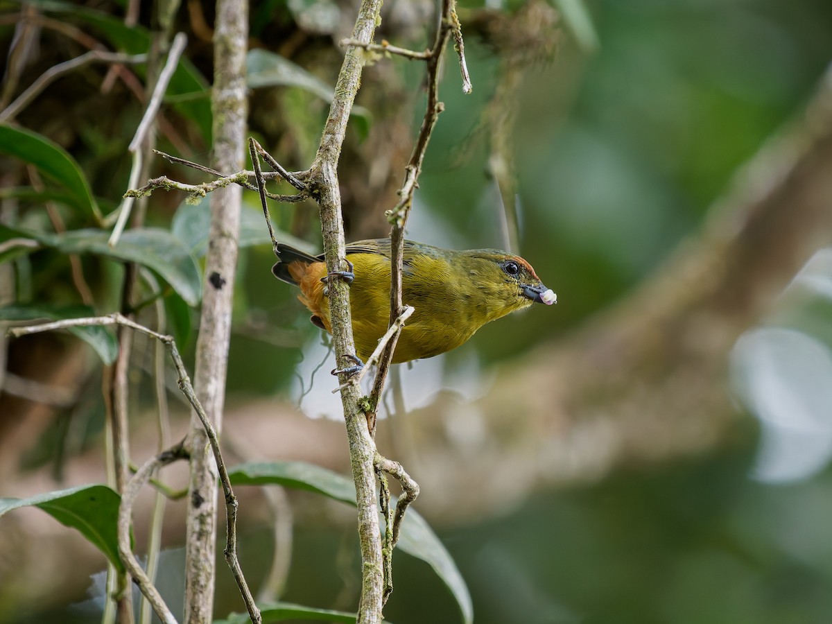 libohlásek Gouldův - ML646428666