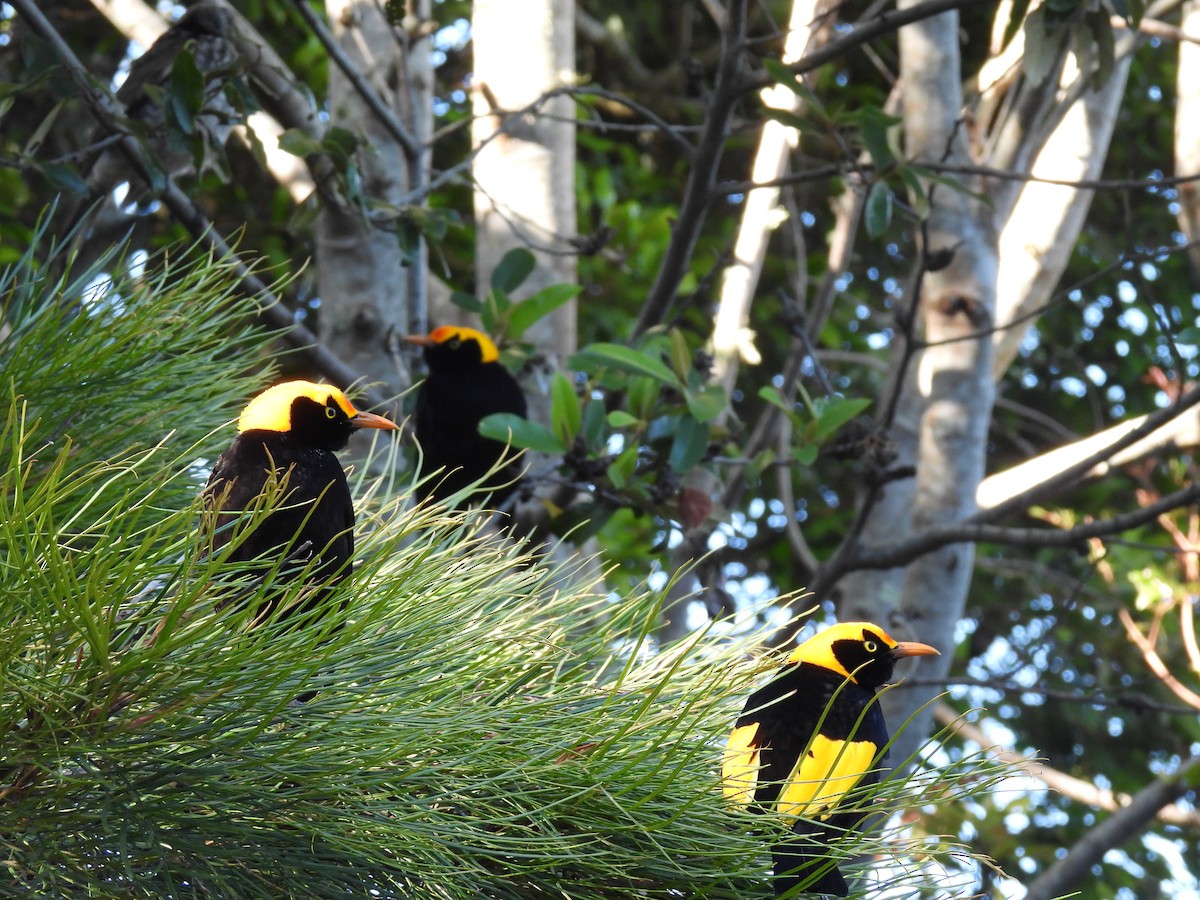 Regent Bowerbird - ML646428668