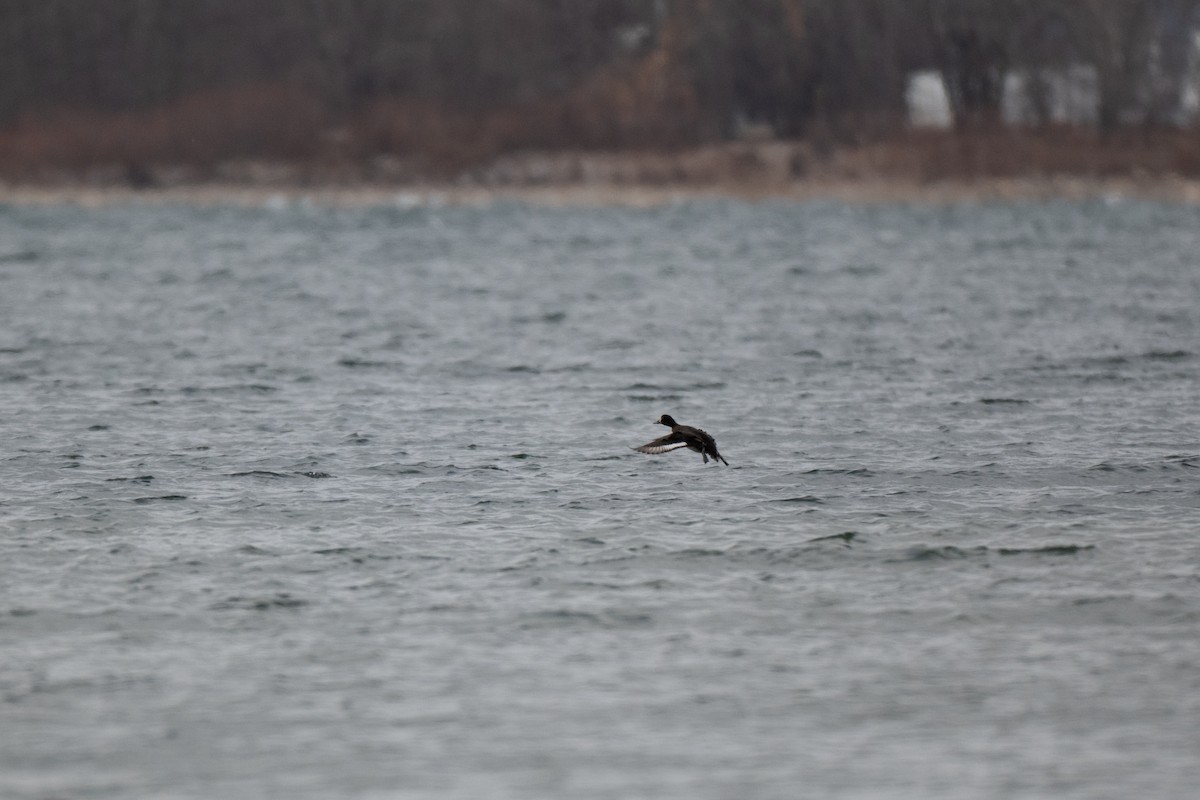 White-winged Scoter - ML646428669