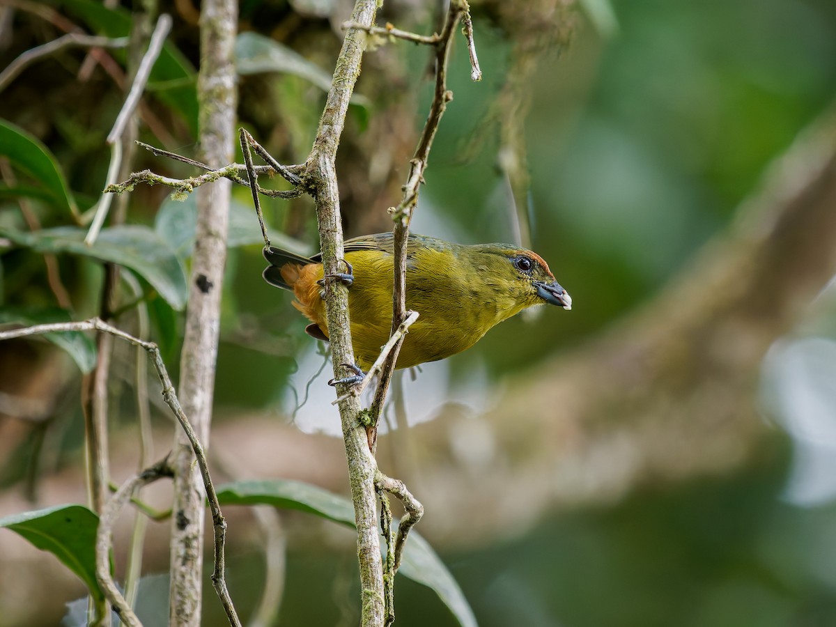 libohlásek Gouldův - ML646428670