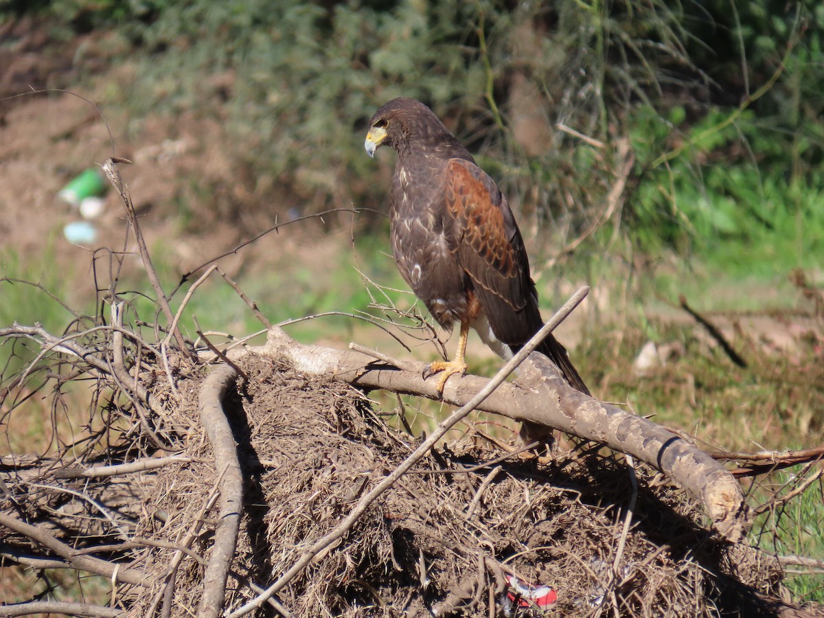 Poiana di Harris - ML646428671