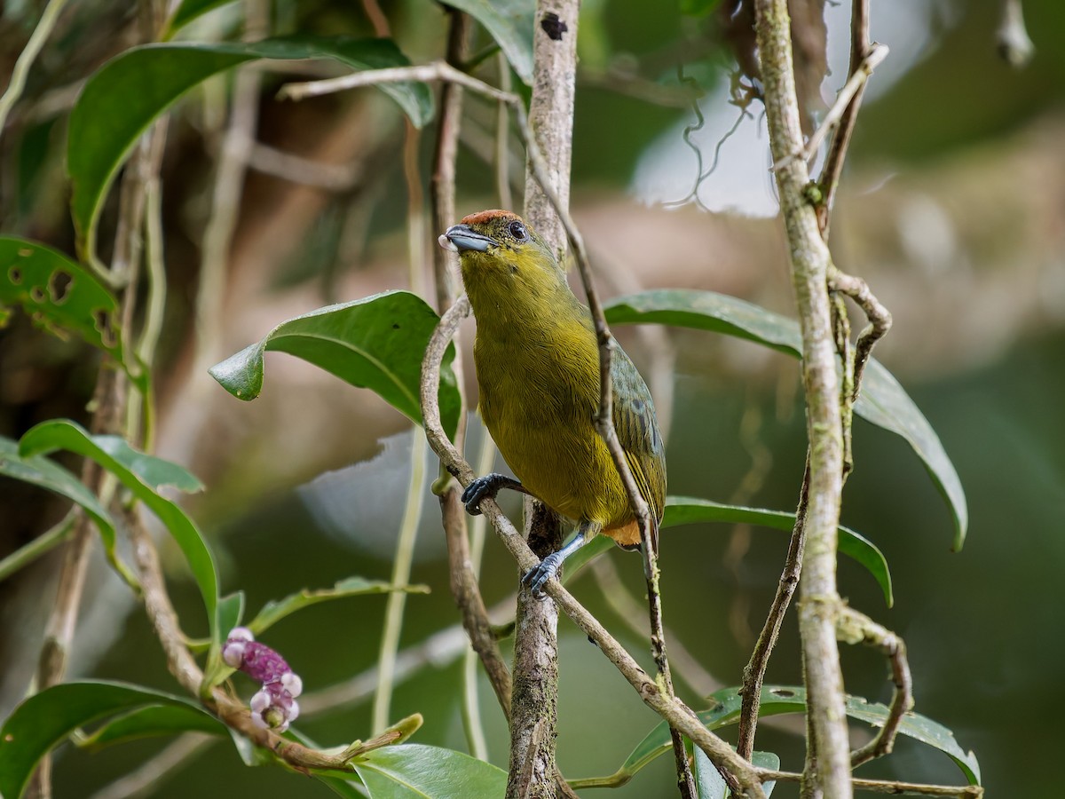 libohlásek Gouldův - ML646428673