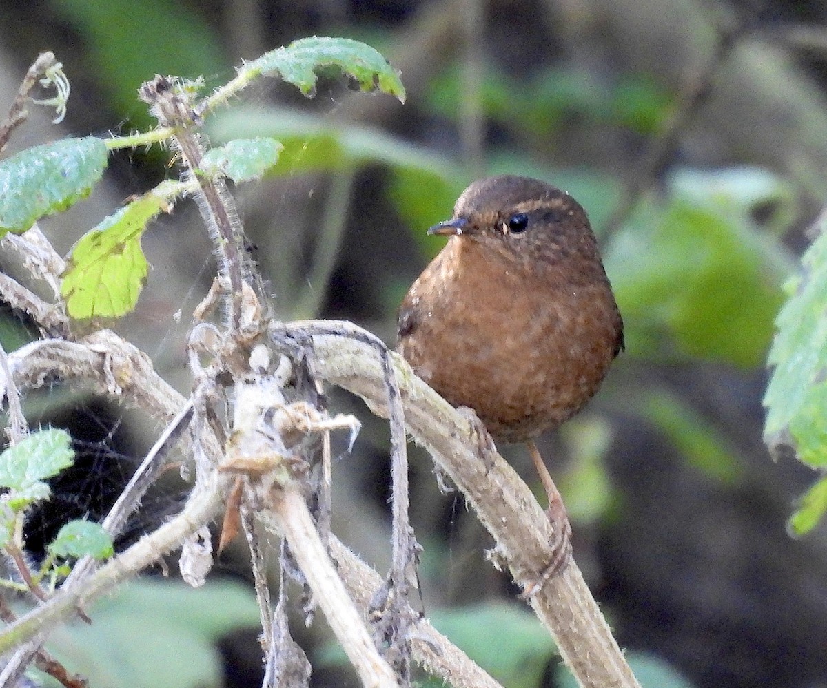 Pacific Wren - ML646428674