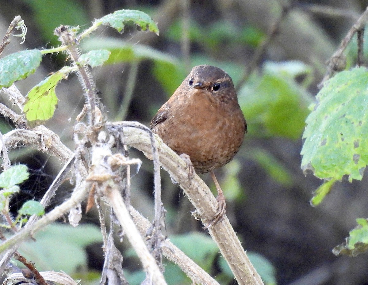 Pacific Wren - ML646428675