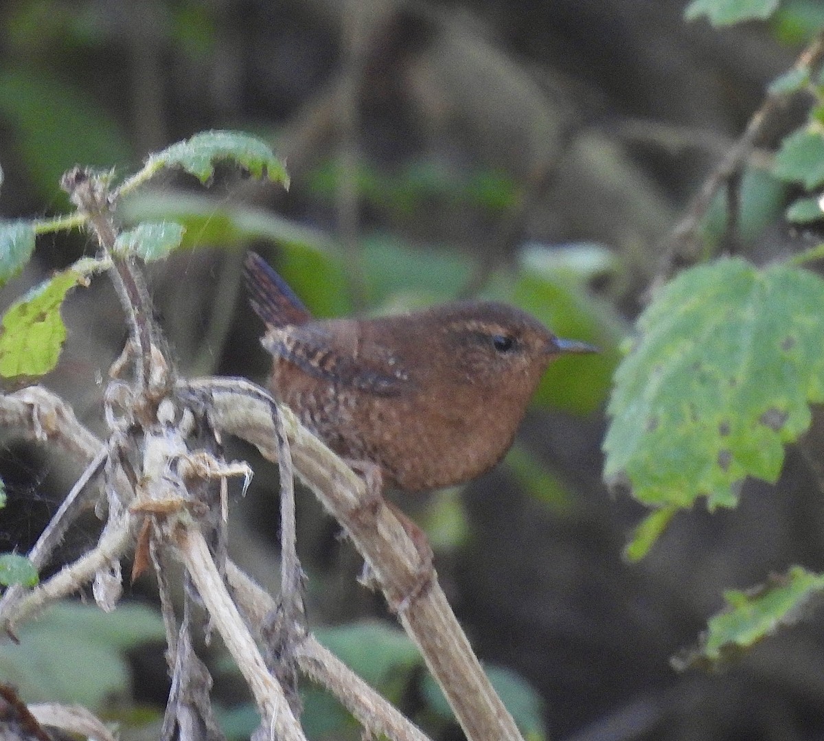 Pacific Wren - ML646428676