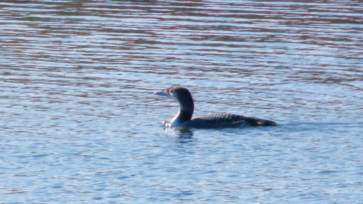 Common Loon - ML646428677
