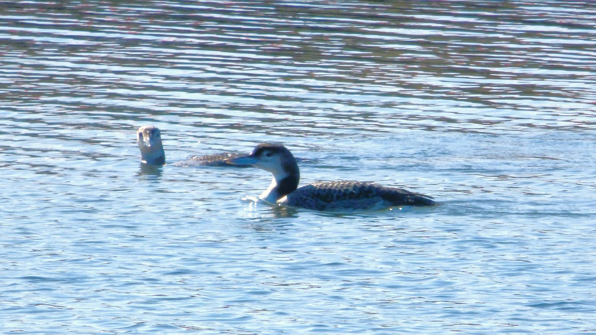 Common Loon - ML646428678