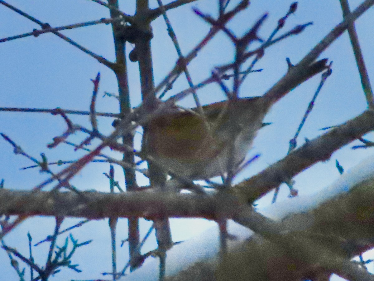 American Robin - ML646428679