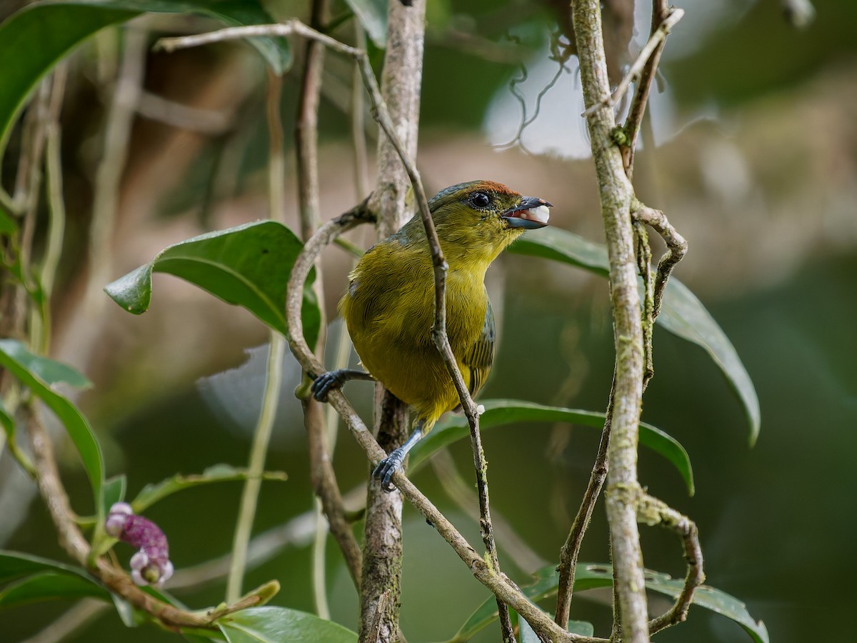 libohlásek Gouldův - ML646428680