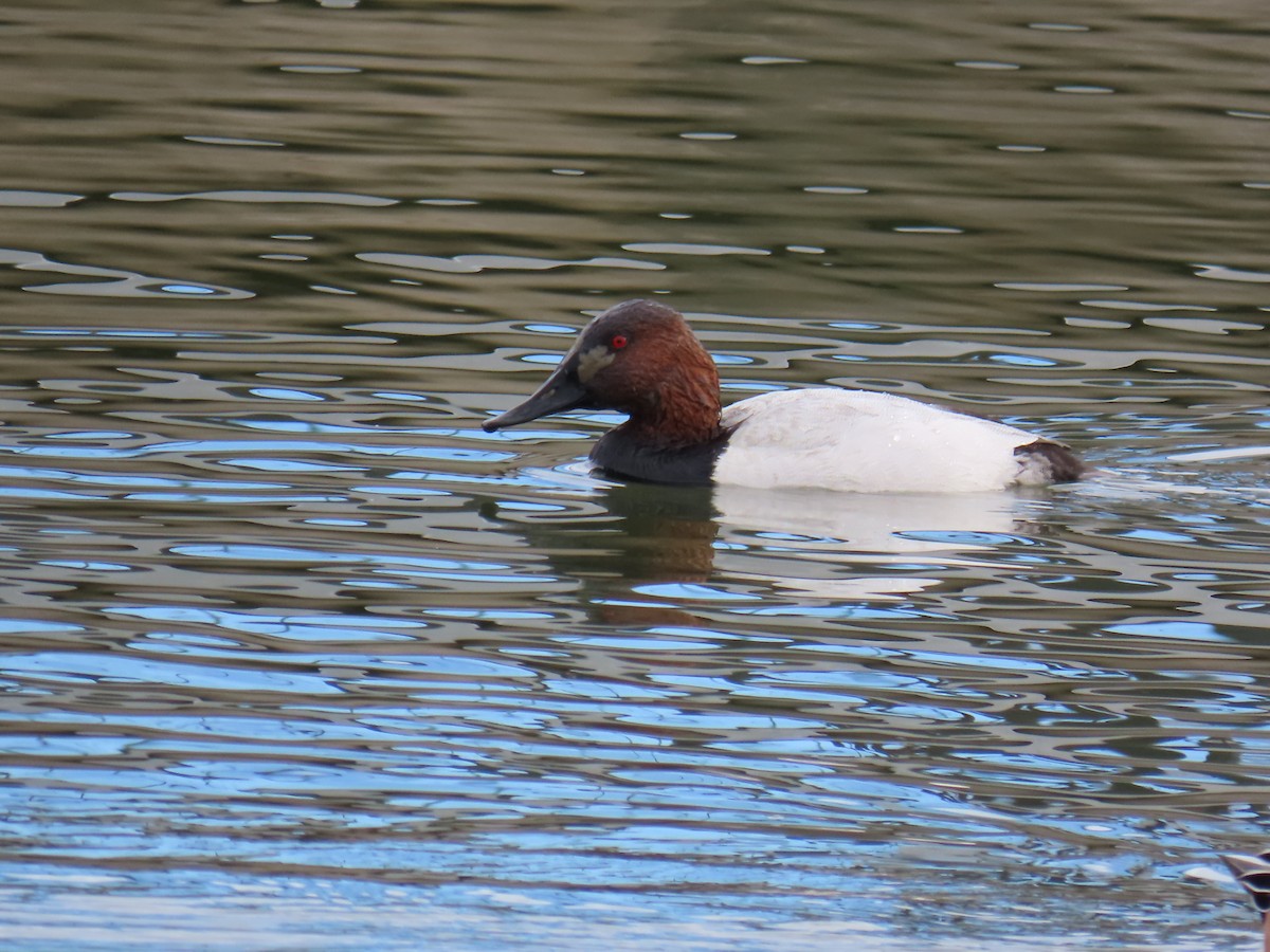 Murgilari bizkarzuria - ML646428684