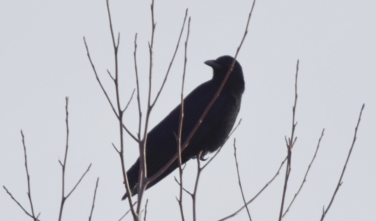 American Crow - ML646428685
