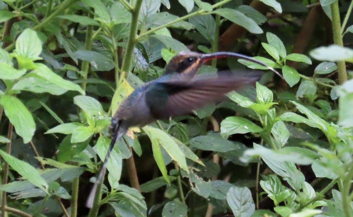 Green Hermit - ML646428686