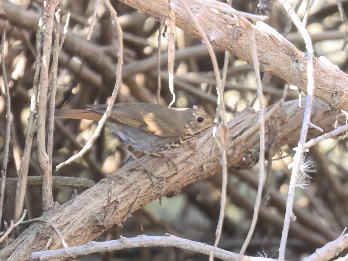 Hermit Thrush - ML646428688