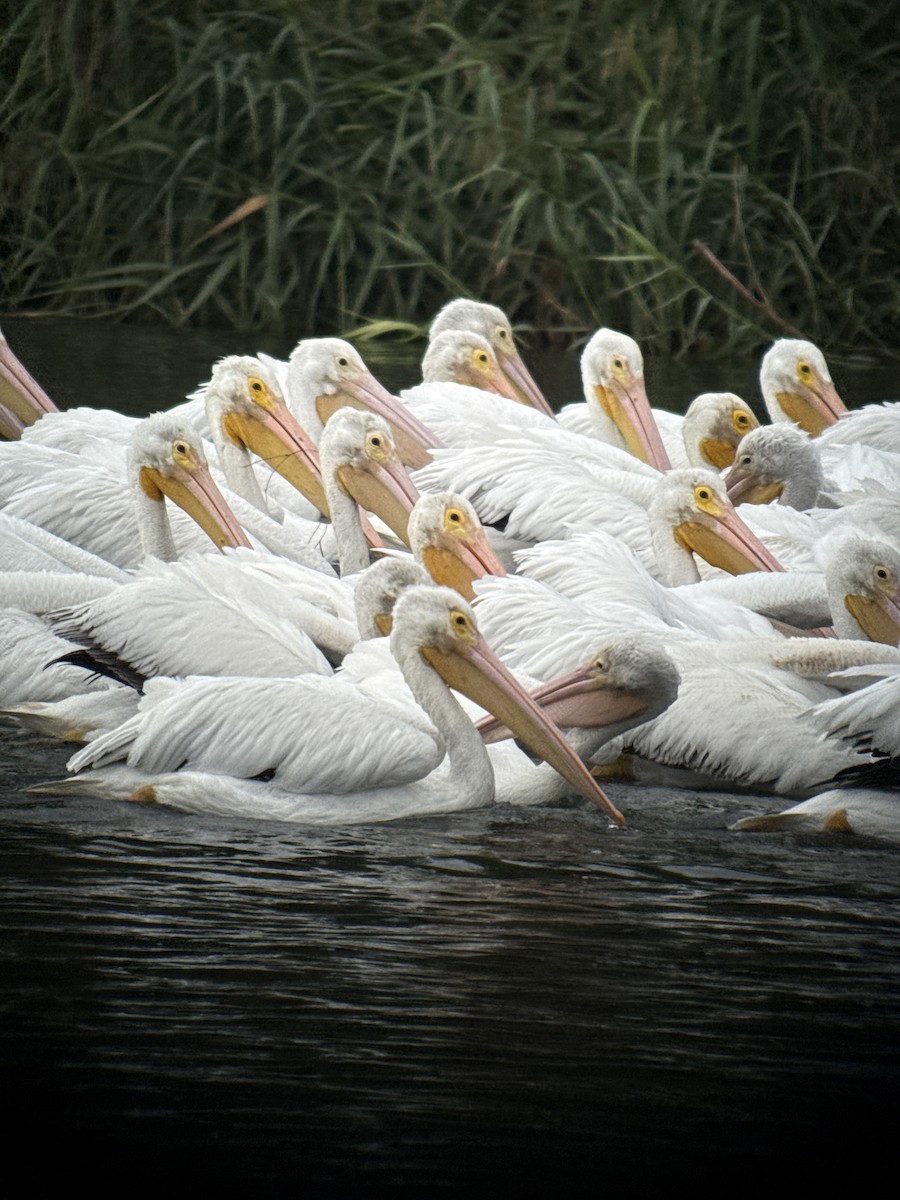 American White Pelican - ML646428690