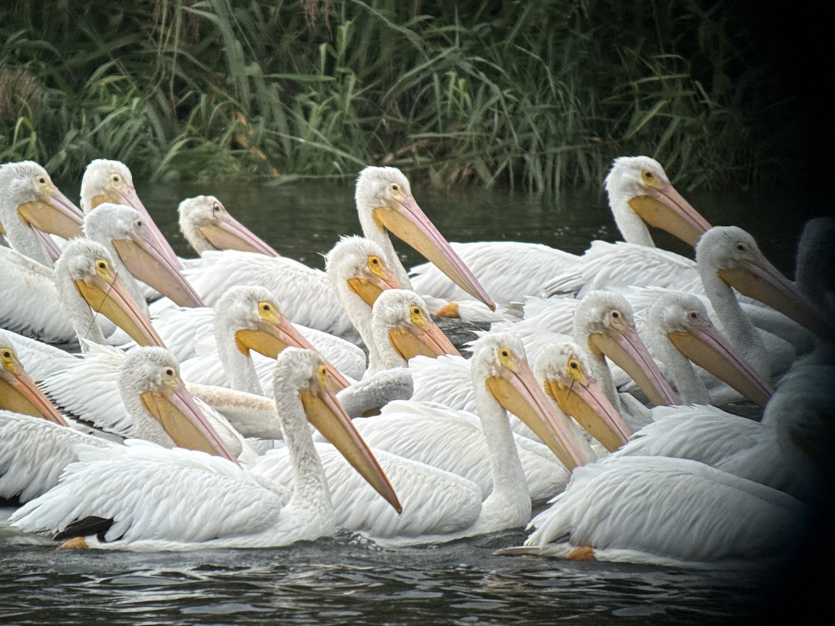 American White Pelican - ML646428691