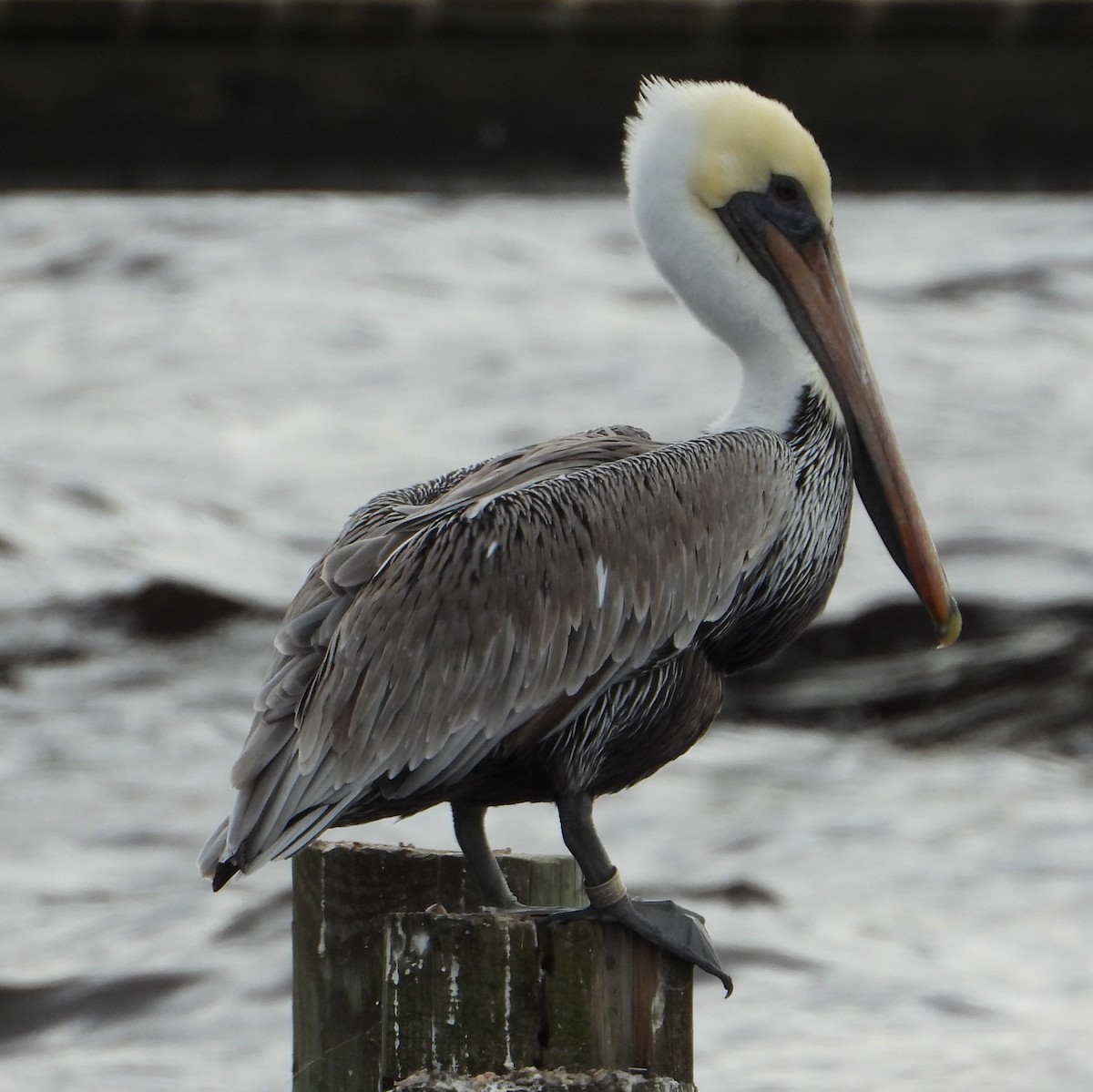 Brown Pelican - ML646428693