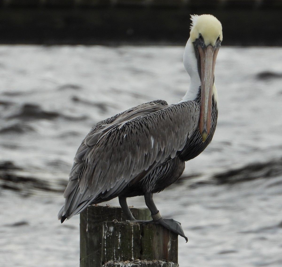 Brown Pelican - ML646428694