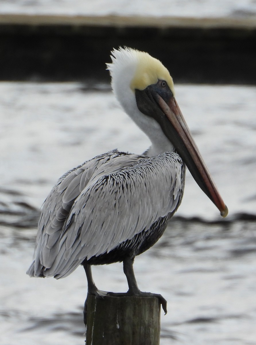 Brown Pelican - ML646428695