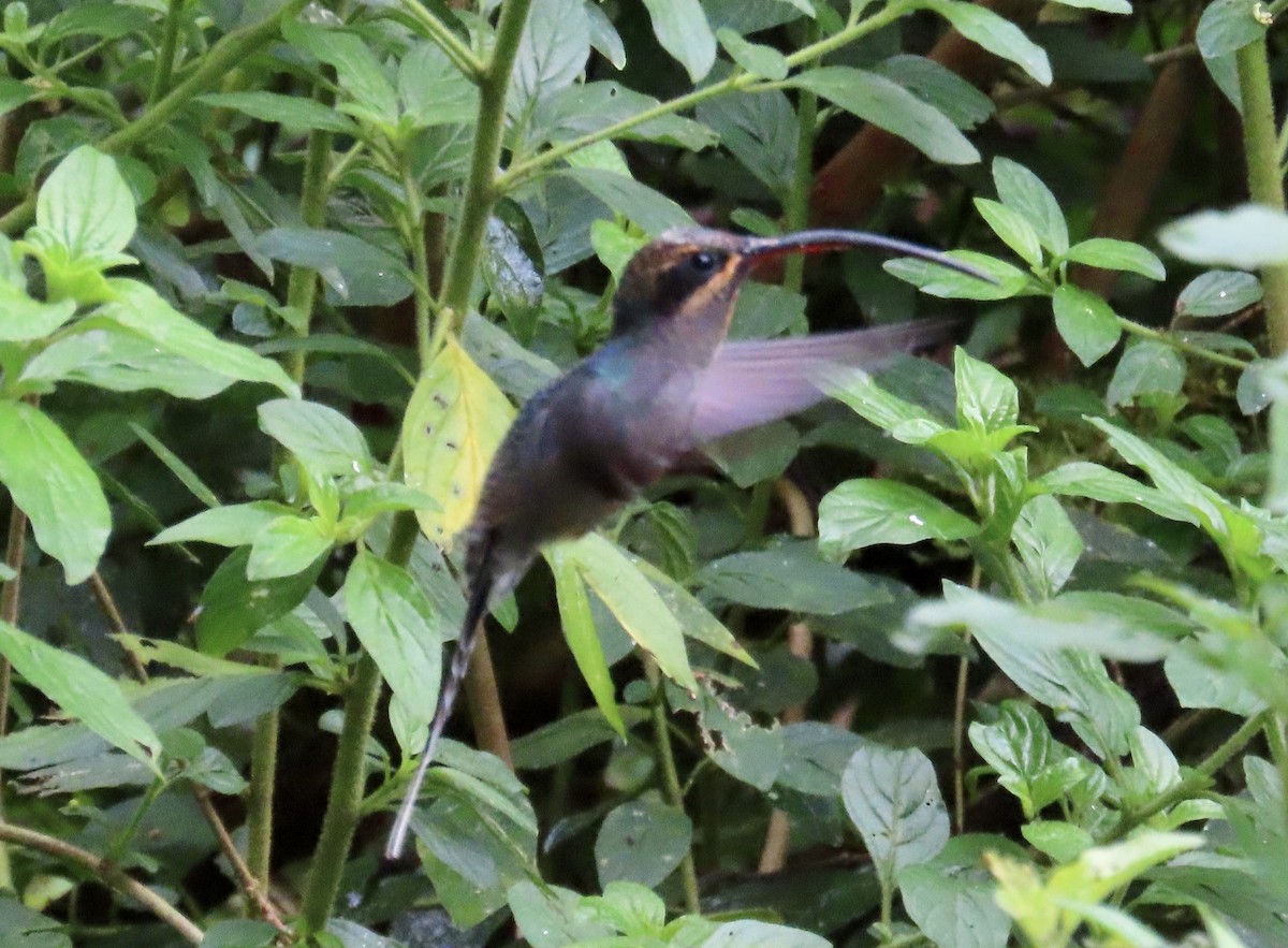 Green Hermit - ML646428696