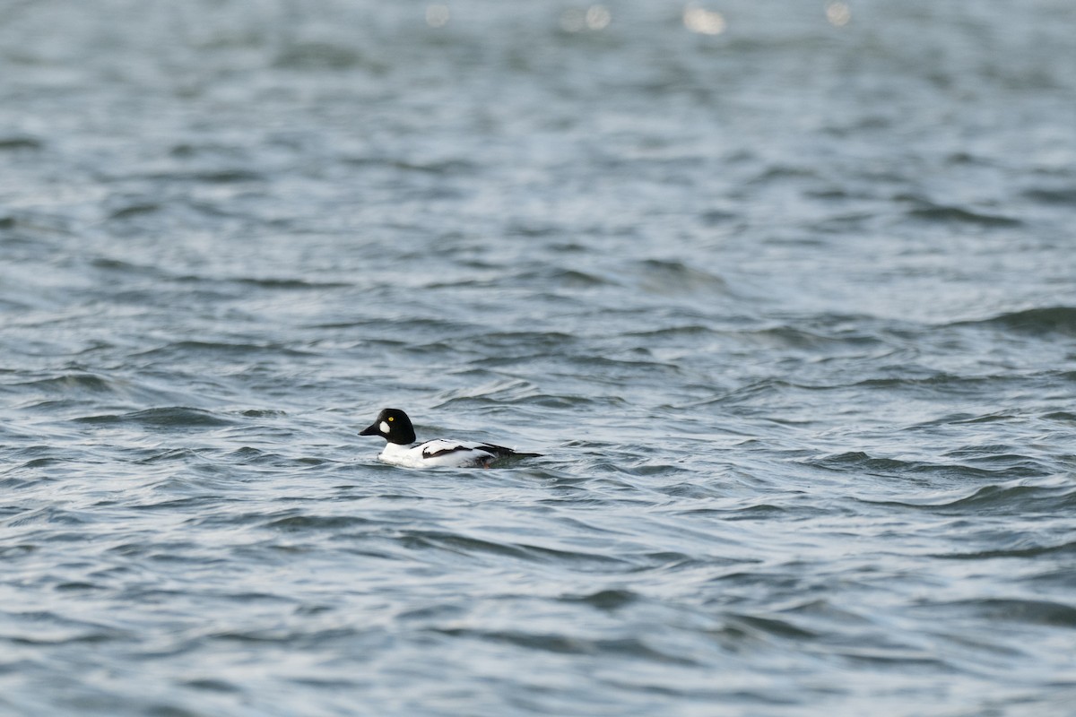 Common Goldeneye - ML646428697