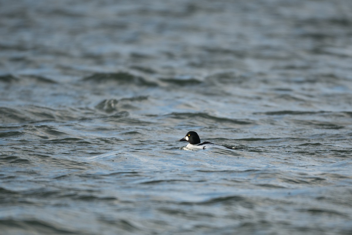 Common Goldeneye - ML646428698