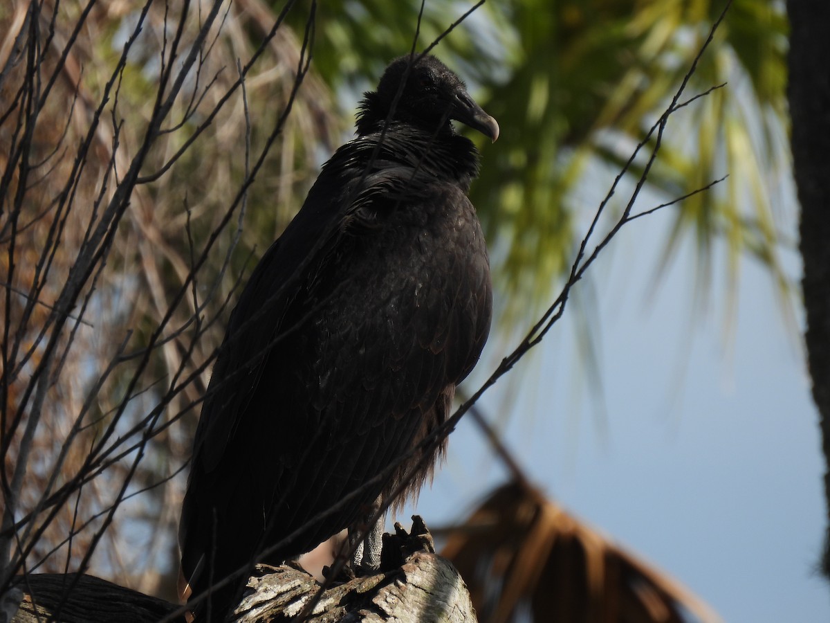 Black Vulture - ML646428699