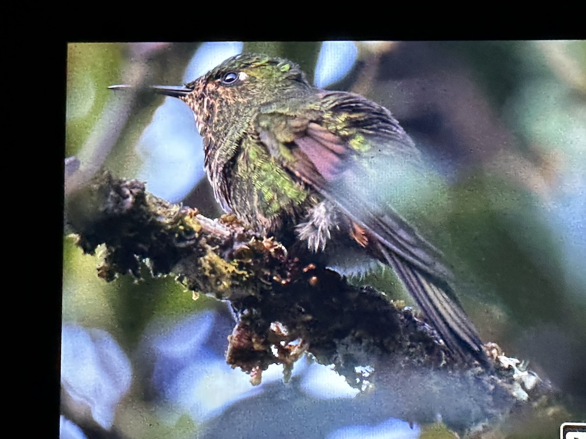 Viridian Metaltail - ML646428700