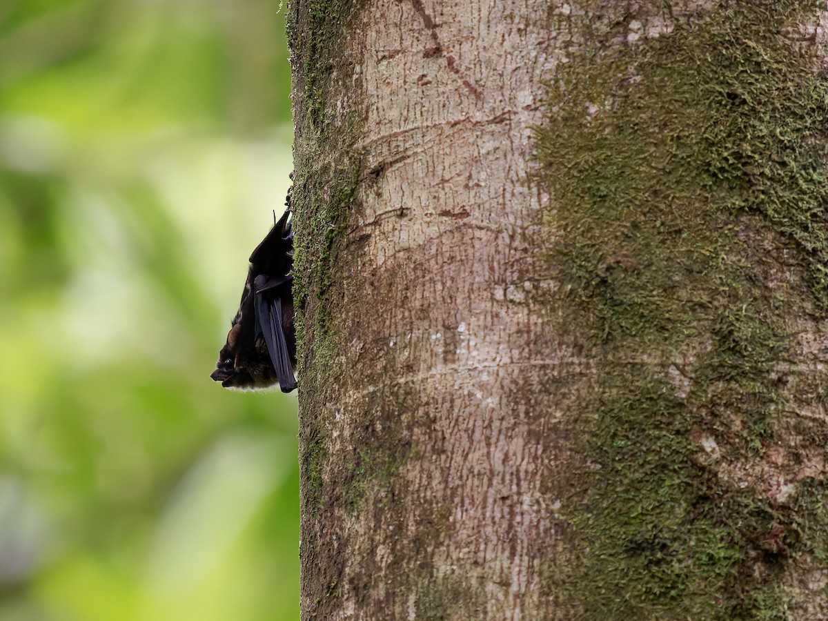 Animals - ML646428702