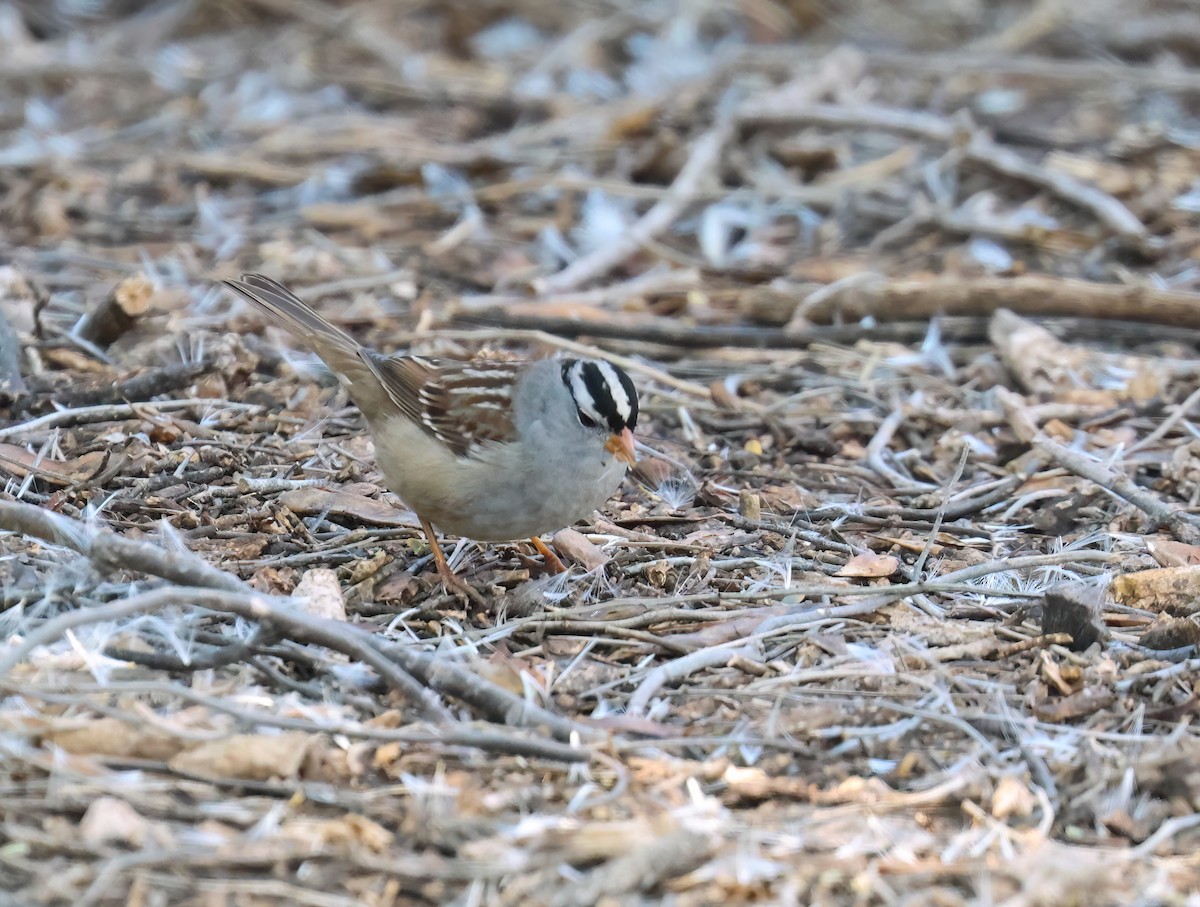 White-crowned Sparrow - ML646428704