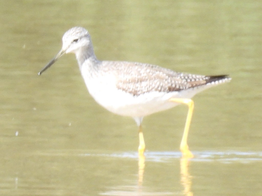 Tüpfelgelbschenkel - ML646428705