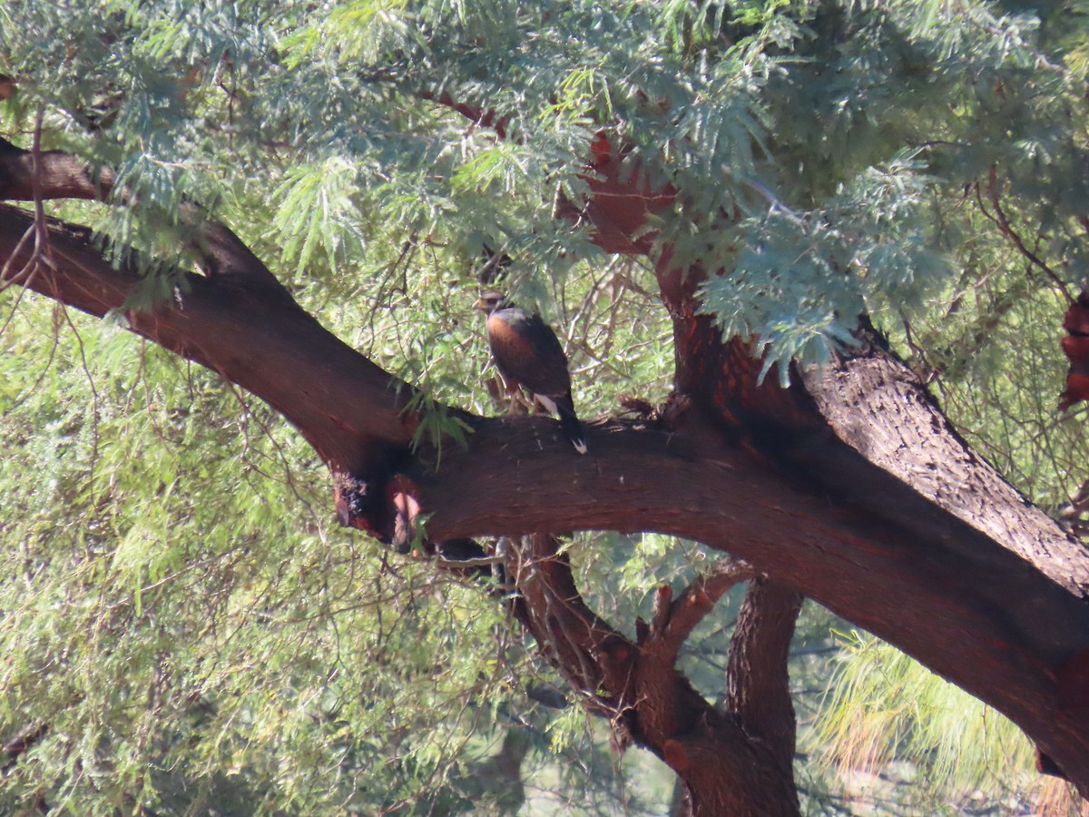 Poiana di Harris - ML646428706