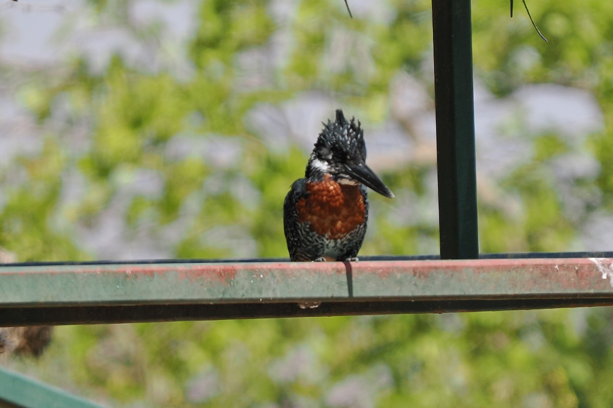 Giant Kingfisher - ML646428707