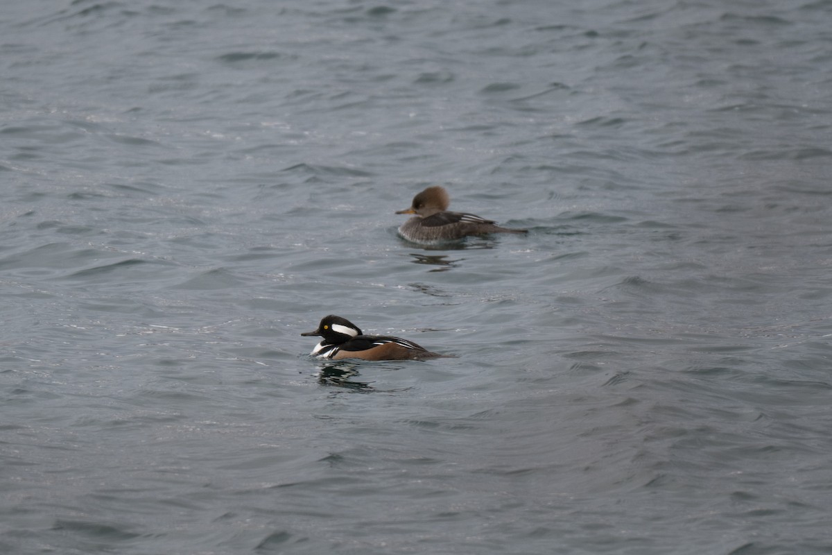 Hooded Merganser - ML646428708