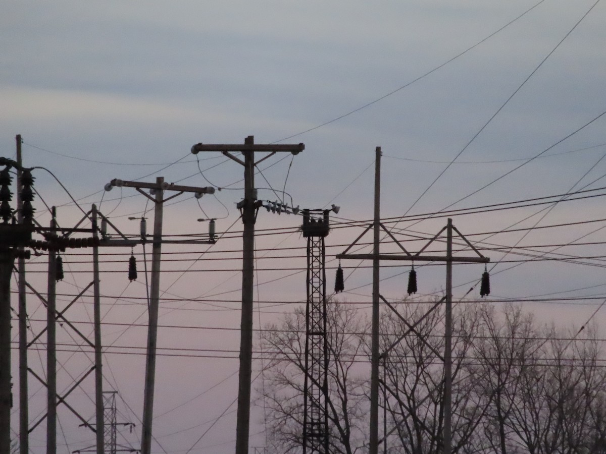 Bald Eagle - ML646428709