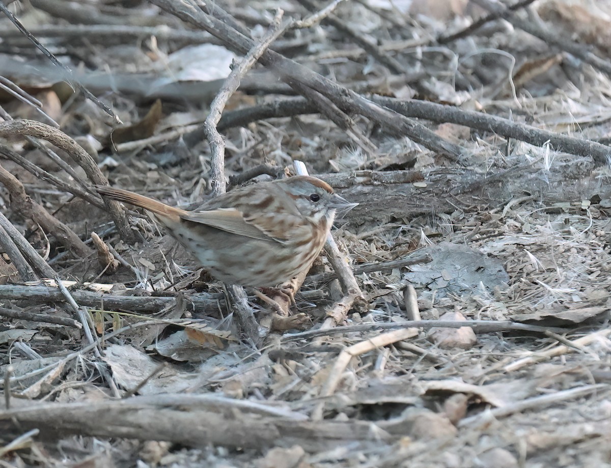 Song Sparrow - ML646428710