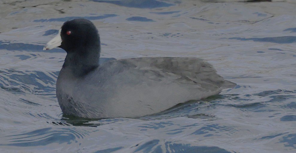 American Coot - ML646428712