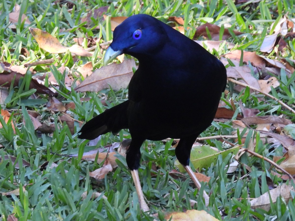 Satin Bowerbird - ML646428716