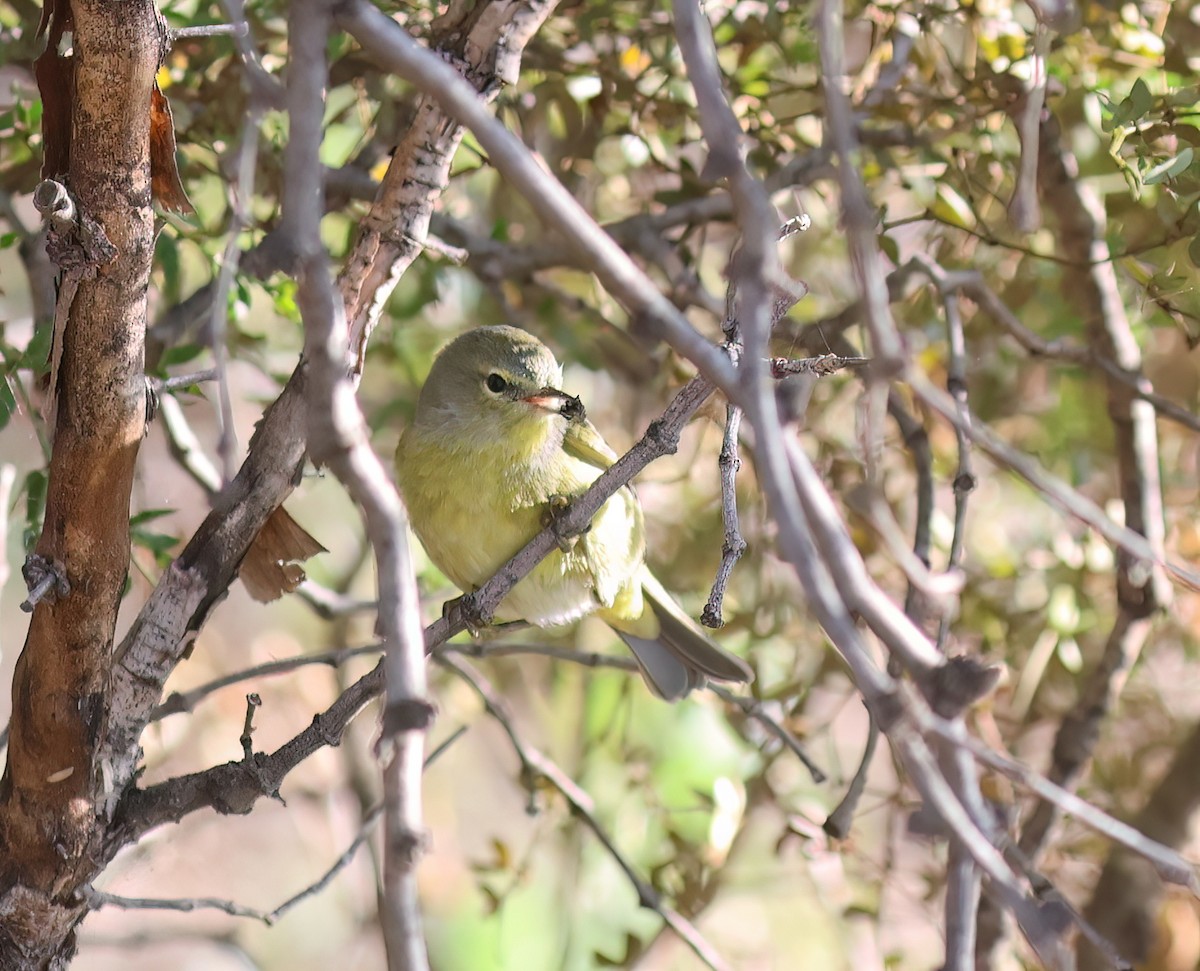 Orange-crowned Warbler - ML646428717