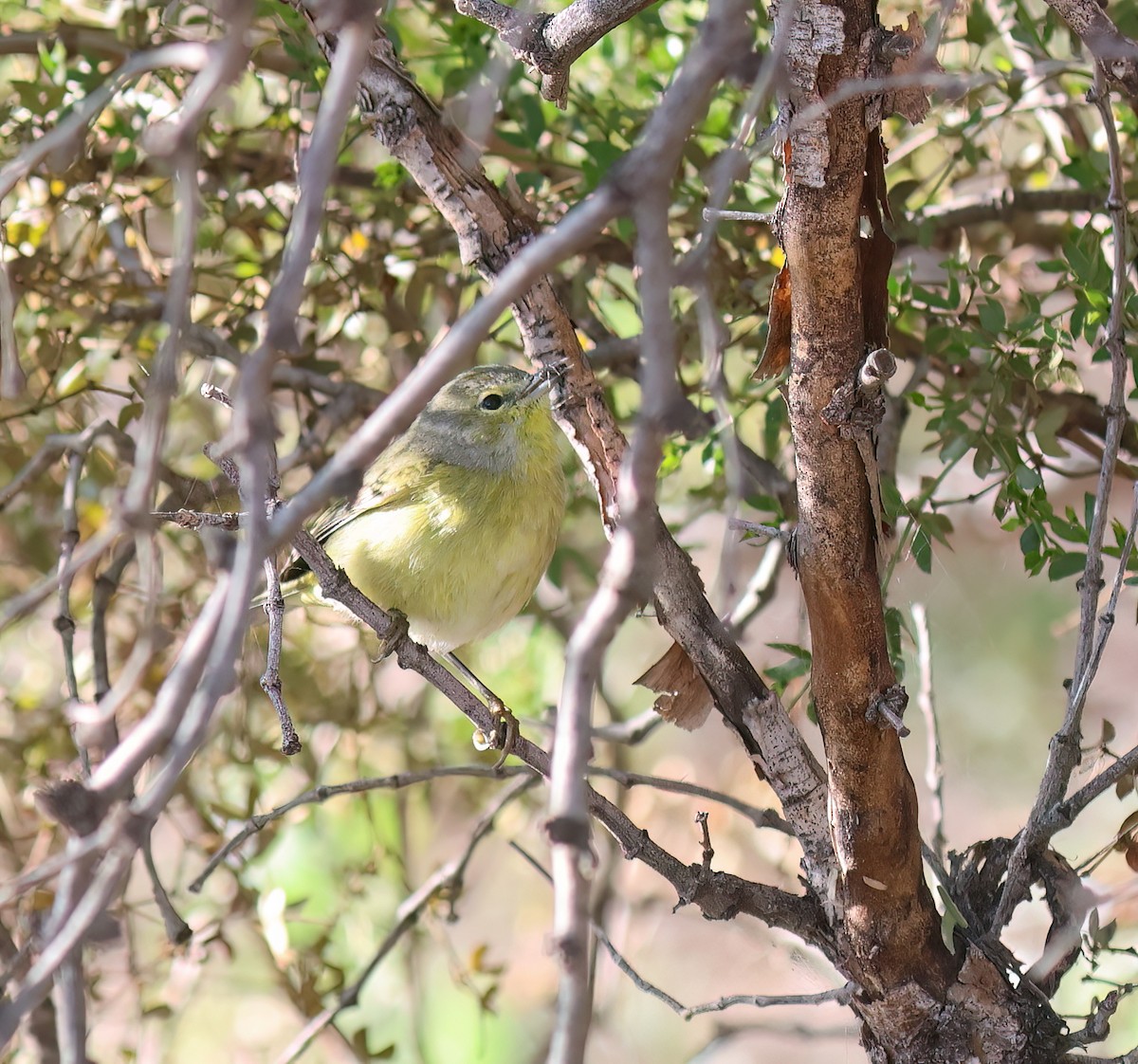 Orange-crowned Warbler - ML646428718