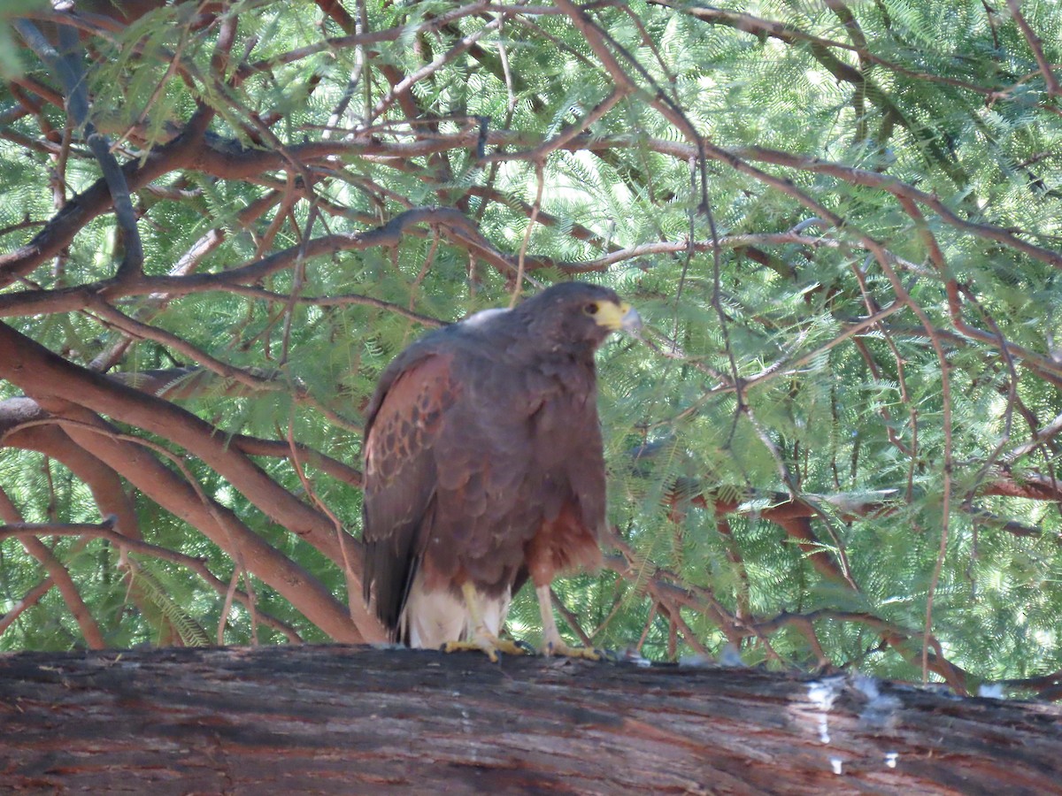 Poiana di Harris - ML646428719