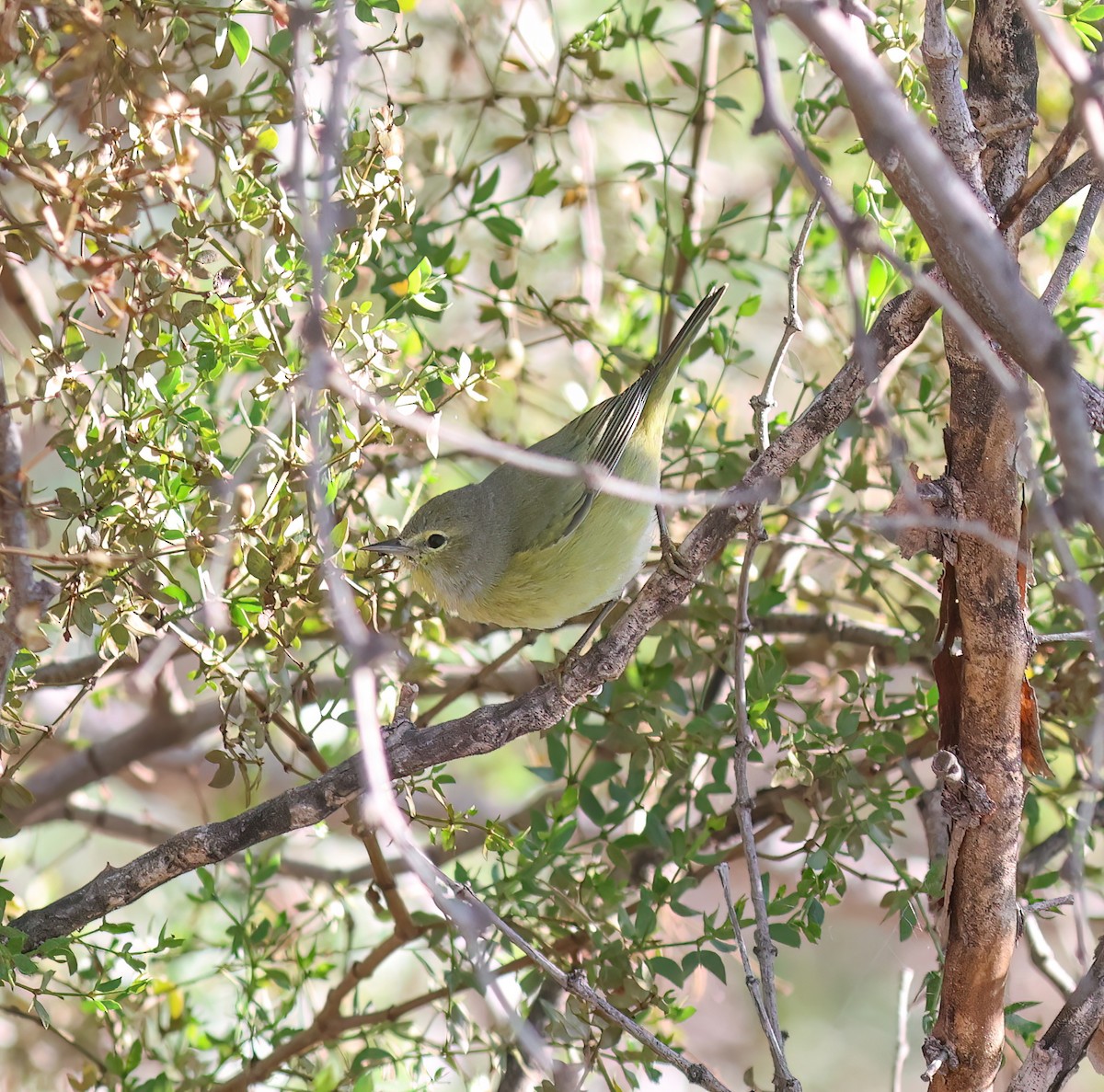 Orange-crowned Warbler - ML646428720