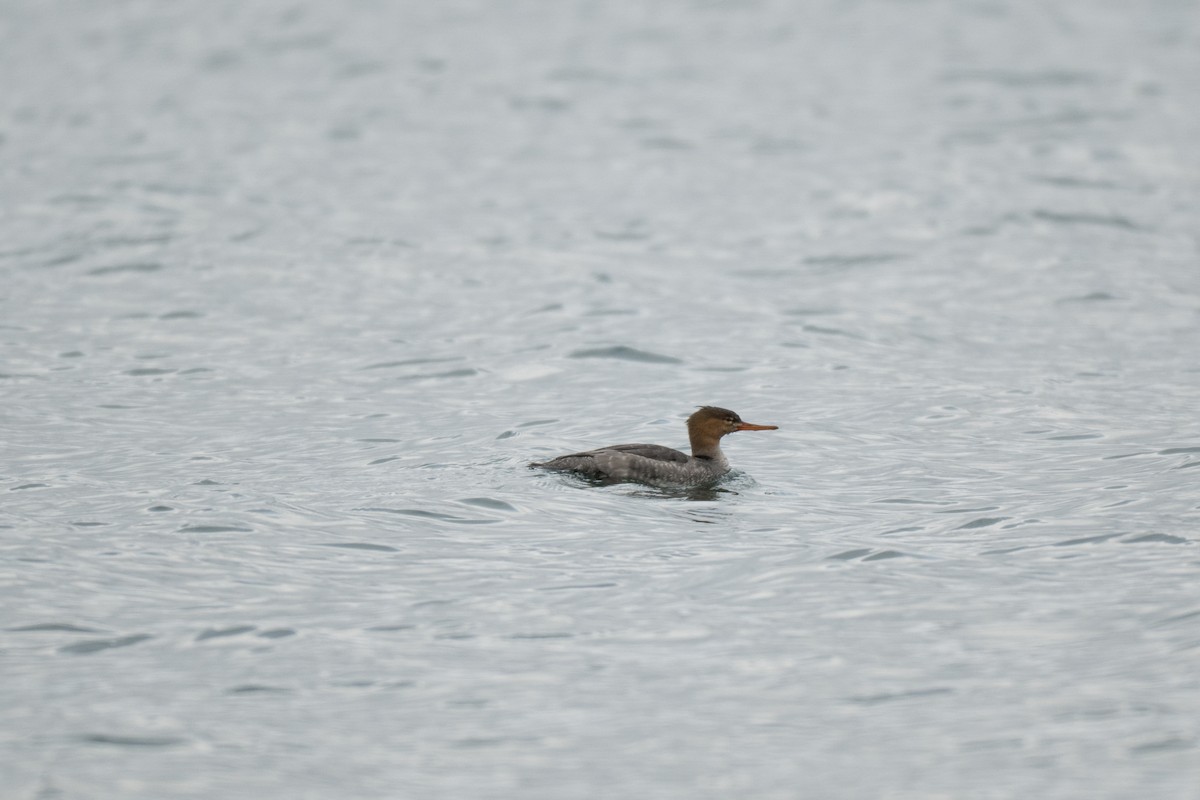 Red-breasted Merganser - ML646428721