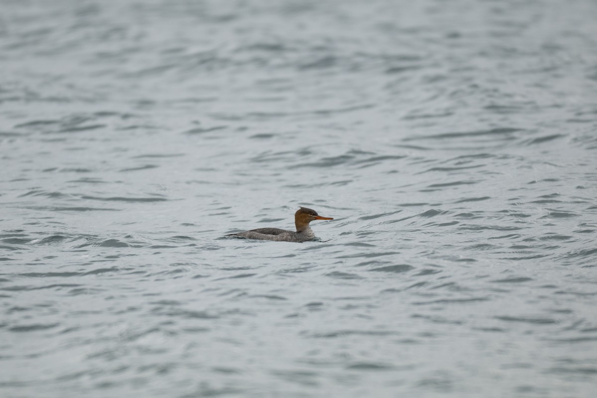 Red-breasted Merganser - ML646428722
