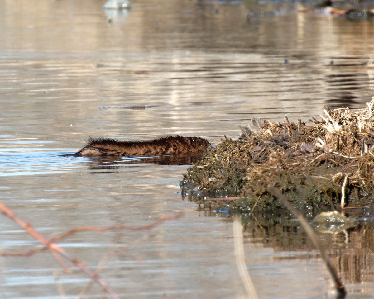 Muskrat - ML646428728