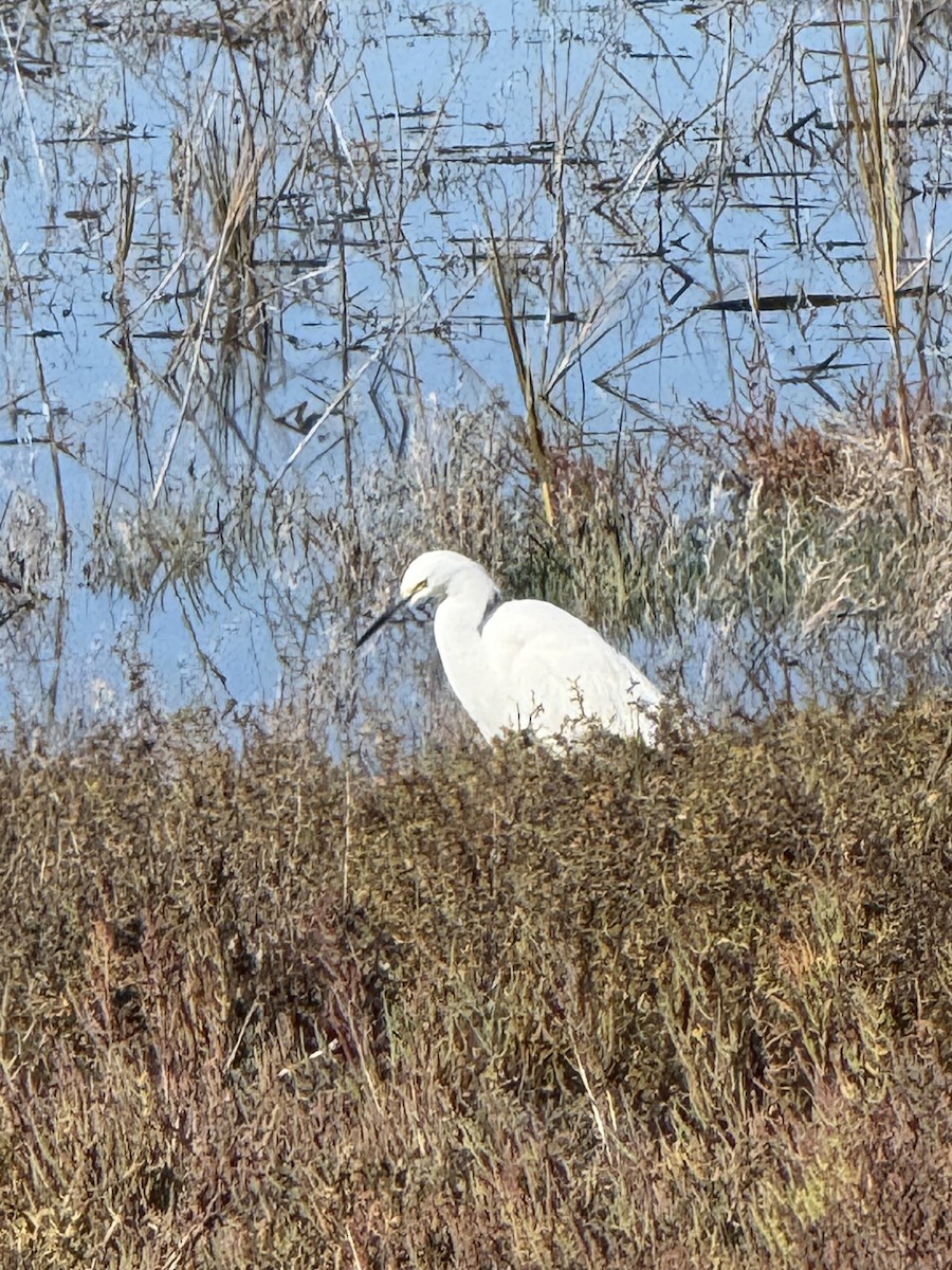Snowy Egret - ML646428730