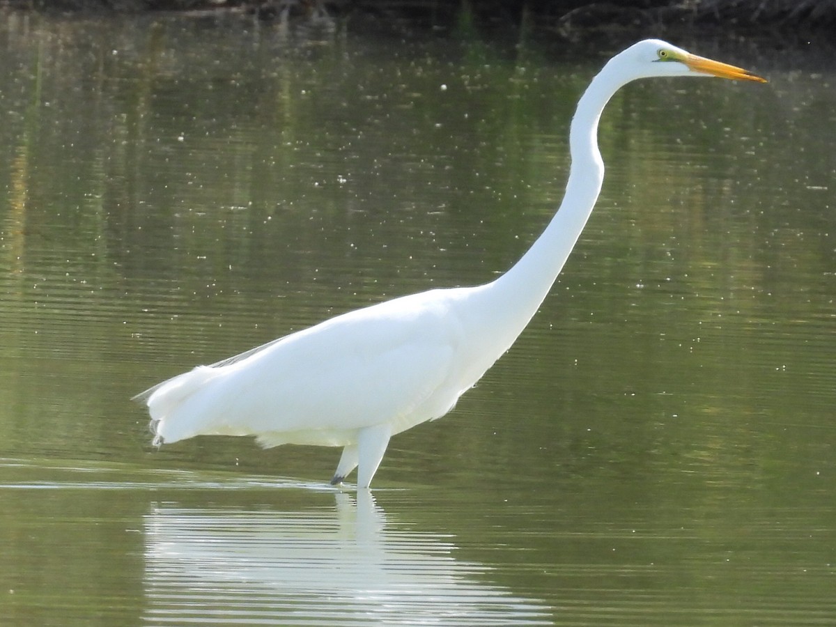 Silberreiher - ML646428735