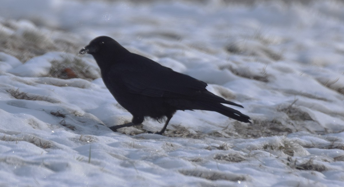 American Crow - ML646428736